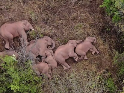 Elefantes que forman parte de una manada que se había alejado 500 kilómetros de su hábitat natural, descansando en un bosque cerca de Kunming, en la provincia suroccidental china de Yunnan, en una imagen tomada de un vídeo difundido por la Televisión Central de China (CCTV) el 7 de junio de 2021.