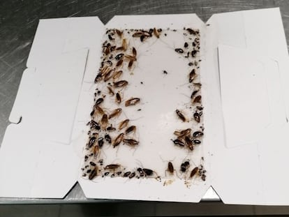 Una trampa para cucarachas, repleta de ellas, en un local de hostelería de Madrid el pasado mes de octubre.