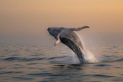 Una ballena jorobada salta en la Bahía de Guanabara, en Río de Janeiro, en 2024.