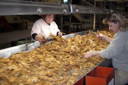 Trabajadoras de una fábrica de Cetarsa, en Cáceres, seleccionan hoja de tabaco.