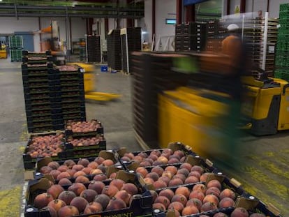 Melocotones a la espera de ser distribuidos en la empresa Fruits de Ponent, en Alcarr&agrave;s.