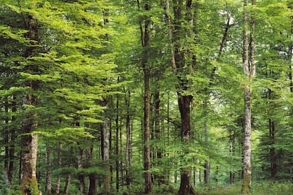 One of the best places to gaze at beech and fir trees, this forest can be explored by both foot and bicycle using a number of marked trails. In autumn, the mating calls of deer provide a spectacular soundscape.