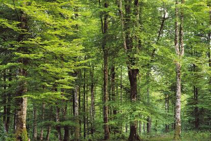 One of the best places to gaze at beech and fir trees, this forest can be explored by both foot and bicycle using a number of marked trails. In autumn, the mating calls of deer provide a spectacular soundscape.