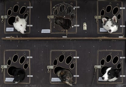 Varios perros esperan en una caja de transporte el inicio de la carrera de trineos de Sedivackuv Long, al norte de la República Checa.