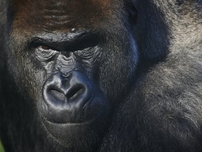 Un gorila occidental ('Gorilla gorilla') en Bioparc Valencia.