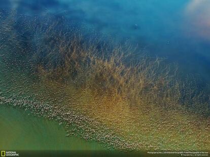 Flamingos alçam voo no Lago Natron (Tanzânia).