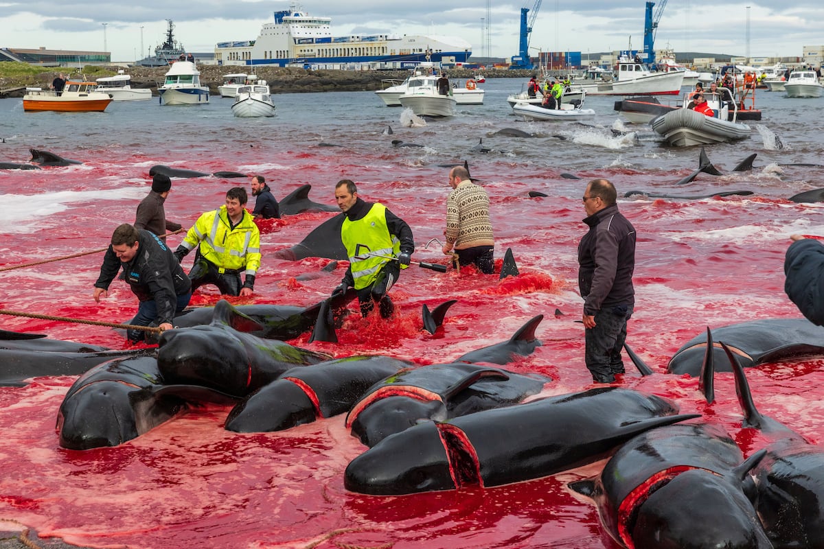 Más de 700 delfines mueren en un día en las Islas Feroe en tres cacerías