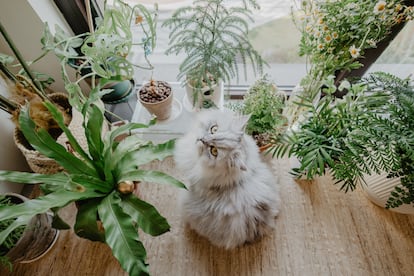 Un gato junto a plantas de hogar que, en algunos casos, pueden resultar tóxicas para el animal. 