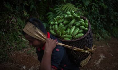 Un joven emberá porta una cesta repleta de bananas en Santa Cecilia (Colombia).