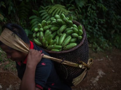 Un joven emberá porta una cesta repleta de bananas en Santa Cecilia (Colombia).
