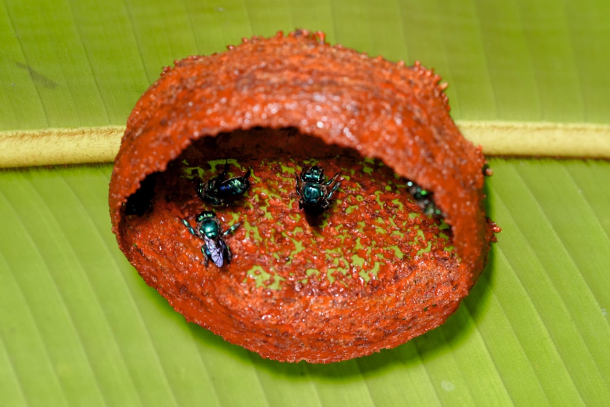 Un modelo inédito de convivencia entre abejas emerge en la selva de Costa Rica