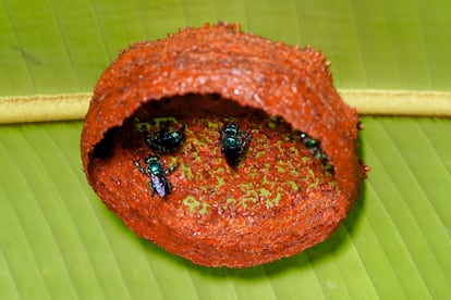 Construcción en grupo de un nido resinoso por parte de abejas 'Euglossa cybelia' en La Gamba, Costa Rica.