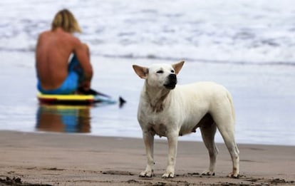 Un surfero y su perro descansan en la playa. 