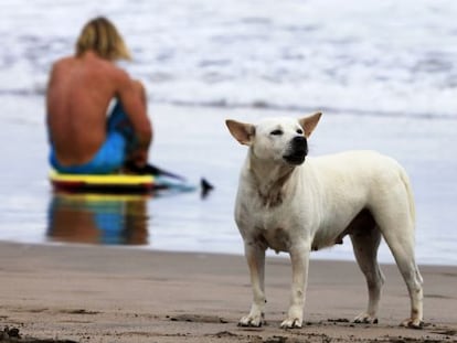 Un surfero y su perro descansan en la playa. 