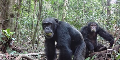 Los investigadores analizaron más de 500 muestras de frutos de 20 especies vegetales en las selvas de Uganda y Costa de Marfil.