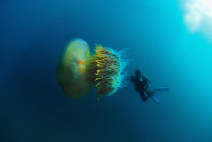 La medusa nomura (Nemopilema nomurai) ha provocado varias muertes y accidentes en las cosas del sur de China, Corea y Japón, donde se han llegado a capturar ejemplares de más de tres metros de diámetro y 250 kilos de peso.