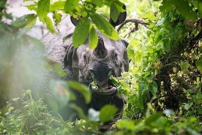 Un ejemplar de rinoceronte de un solo cuerno en el parque nacional de Chitwan (Nepal).