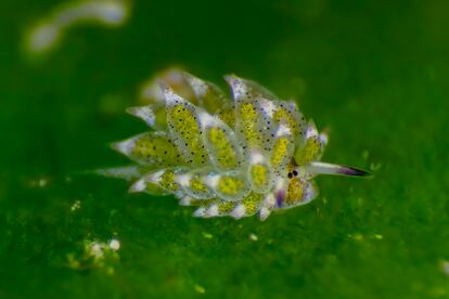 Sea slug of the species Costasiella kuroshimae, in Anilao (Philippines).  It is the size of a grain of rice.