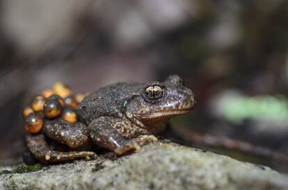 Macho de sapo partero común (Alytes obstetricans) en una charca del Parque Natural de Peñalara (Rascafría) transportando la puesta, a punto de eclosionar. Se trata de uno de los pocos anfibios que no utiliza el agua como medio en el momento de la fecundación.