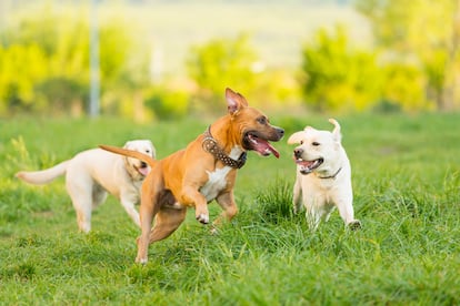 Hay perros que disfrutan de los espacios amplios de las residencias y aprovechan para jugar, correr y tener compañía.