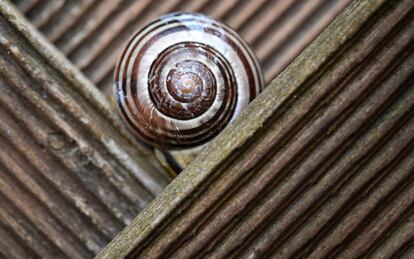 Un caracol entre las placas de madera de la valla de un jardín en Briesen (Alemania).