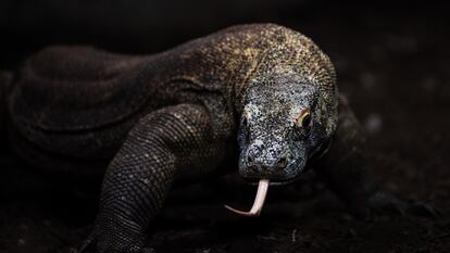 Un dragón de Komodo (Varanus komodoensis), también conocido como monitor de Komodo, saca su lengua bífida, en el zoo Faunia.