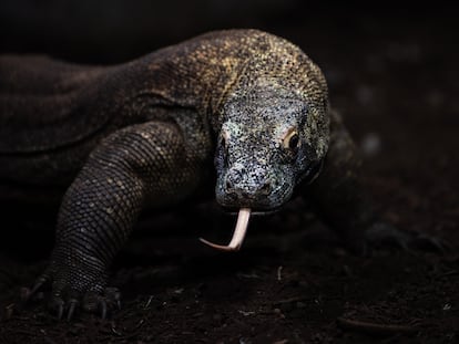 Un dragón de Komodo (Varanus komodoensis), también conocido como monitor de Komodo, saca su lengua bífida, en el zoo Faunia.