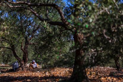 The olive harvest in Salfit, West Bank.