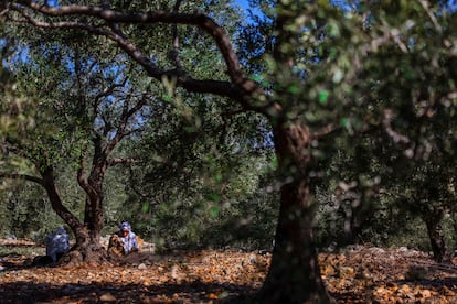 The olive harvest in Salfit, West Bank.