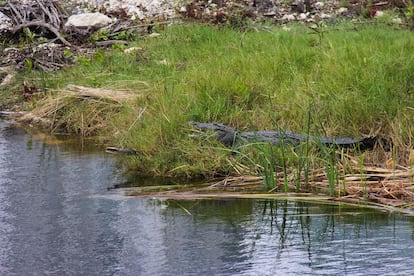 Un cocodrilo en el manglar de Canc&uacute;n.