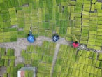 TOPSHOT - This aerial photo taken on April 13, 2021 shows farmers transferring rice seedling at a seedling base in Jianhe in China's southwestern Guizhou province, as a poll of analysts show that the country's economy grew at a record pace during the first quarter in 2021. (Photo by STR / AFP) / China OUT