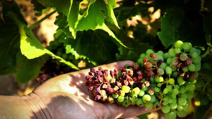 Un racimo quemado de una viña de garnacha en Bodegas Roda (Haro, La Rioja) a causa del calor.