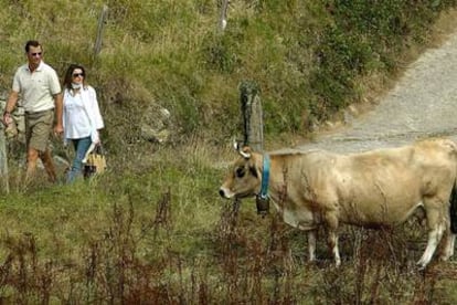 Los Príncipes de Asturias observan una vaca durante su visita en Ribadesella.