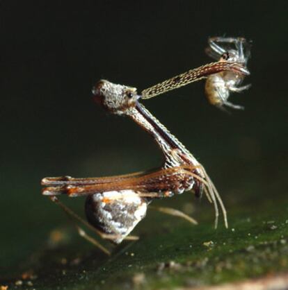 <i>Eriauchenius amber</i>, de la familia Archaeidae, fue descubierta junto con otras nueve especies nuevas de araña en Madagascar; con largo cuello y mandíbulas, esta se come a otras arañas.