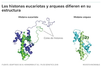 La mayoría de las histonas de las formas de vida unicelulares llamadas arqueas no tienen cola o tienen una cola corta.