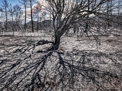 Árboles calcinados en las inmediaciones de Villanueva de Viver (Castellón), donde se originó el fuego el pasado jueves.