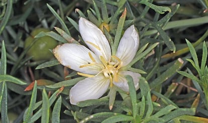 Flor del harmal, la planta de la que se extrae la harmalina.