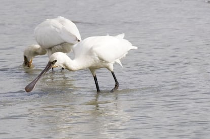 Ave zancuda de plumaje blanco y patas negras. Su pico presenta una forma especial que le otorga el nombre. Se alimenta en las orillas limosas de charcas y embalses. Anida en colonias en grandes árboles junto a garzas y cigüeñas.