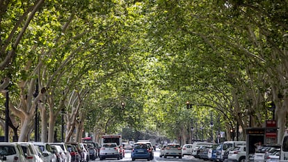 Arbolado en la avenida de Blasco Ibáñez en Valencia.