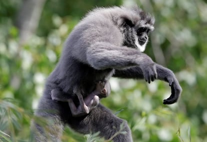 Un gibón plateado recién nacido se sujeta a su madre en el zoo de Praga (República Checa). 