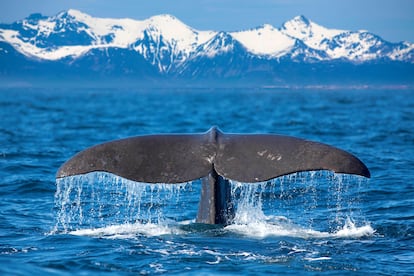Ballenas de Vesterålen.
