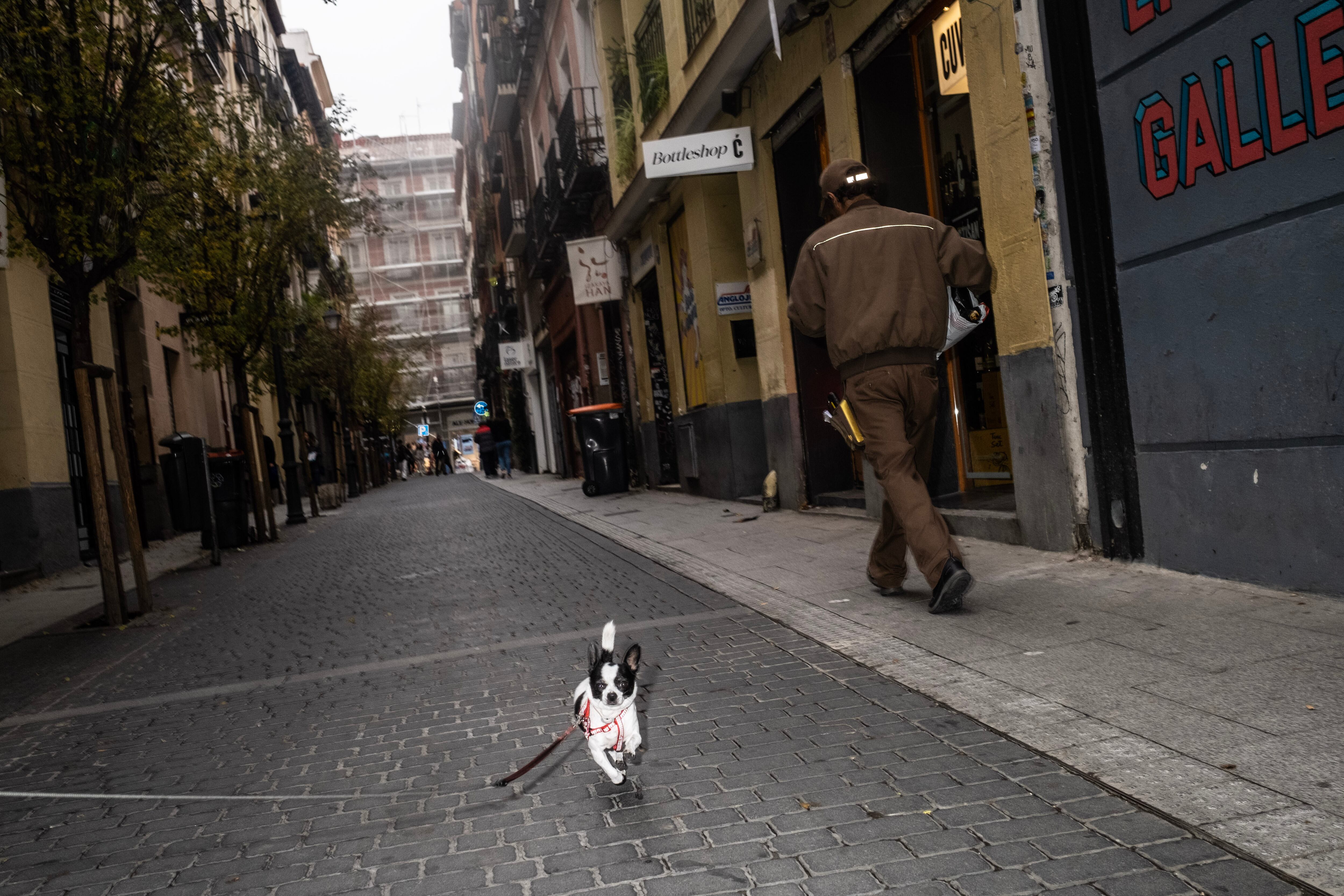  'Dama', una chihuahua, en el barrio de Chueca. 