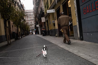  'Dama', una chihuahua, en el barrio de Chueca. 
