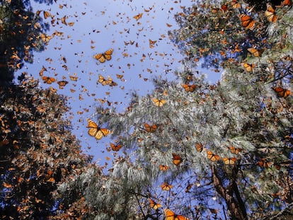 Mariposas en la Reserva de la Biosfera de la Mariposa Monarca, en Michoacán.