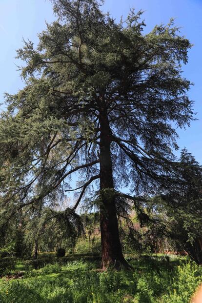 Junto al Palacio nuevo se alza, majestuoso, un cedro bicentenario de enormes dimensiones, incluido en el Catálogo Regional de Árboles Singulares.