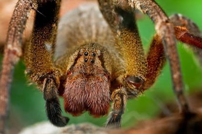 La araña errante brasileña es la más venenosa del mundo, según el 'Libro Guinness de los récords'.