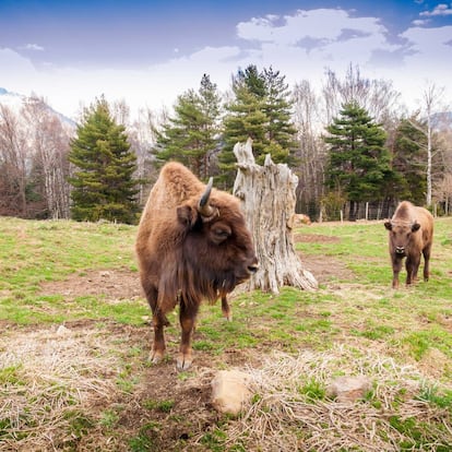 Las dos décadas de trabajo respetuoso se dejan notar en el bioparque de Lacuniacha, donde se puede disfrutar en un entorno seguro de la flora y fauna del Pirineo oscense. Al lado del pequeño pueblo de Piedrafita de Jaca, en pleno valle del Tena, encontramos esta propuesta que cuenta con una senda de cuatro kilómetros por el bosque de La Pinosa, siempre alejado de la influencia humana.