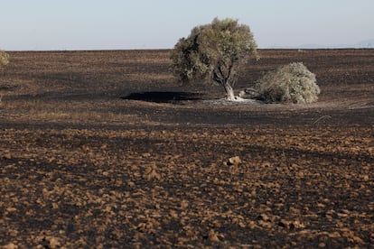 Área calcinada por el fuego en Navalcarnero (Madrid), este viernes.