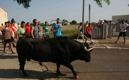 Bou capllaçat en las calles de Sant Jaume d’Enveja.