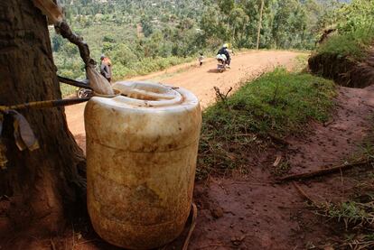 A container fills up with water through the day, funnelled in from polythene sheets around the tree. 